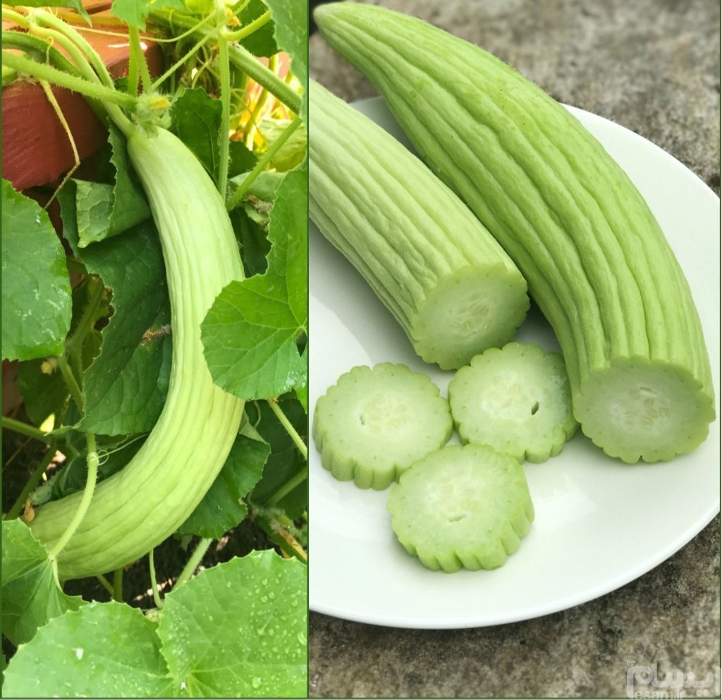 15 خاصیت باورنکردنی «خیار چنبر» برای سلامتی
