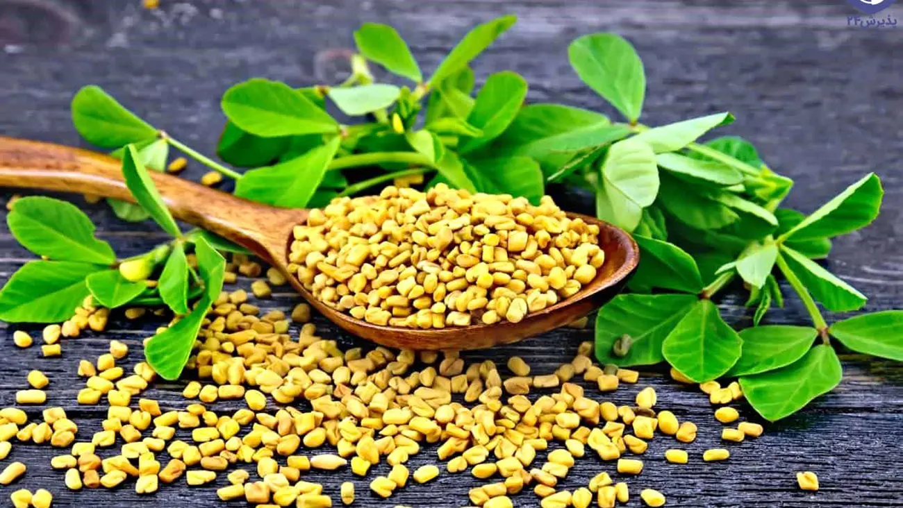روزی 10 گرم شنبلیله مصرف کنید این اتفاقات برایتان می افتد