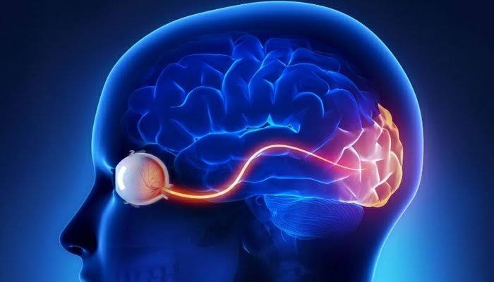 ارتباط بین بینایی و سلامت مغز چیست ؟