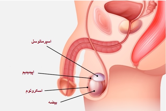 کیست بیضه در کودکان چیست ؟