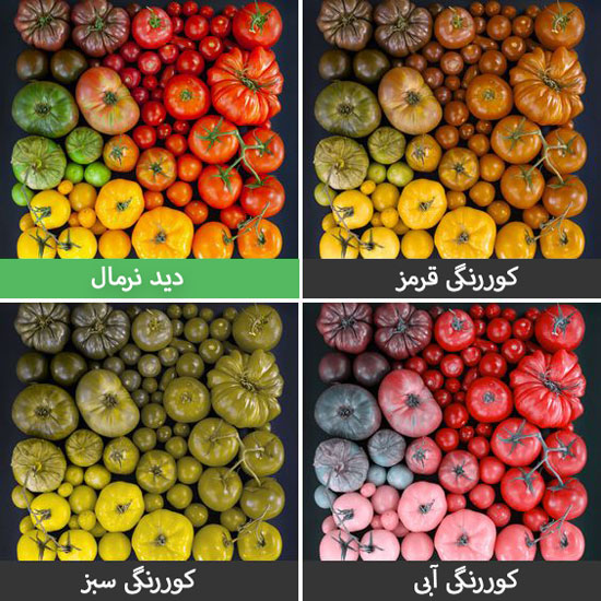 کوری رنگ: چرا بعضی رنگ ها را متفاوت می بینند؟